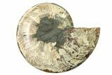 Cut & Polished Ammonite Fossil (Half) - Madagascar #317650-1